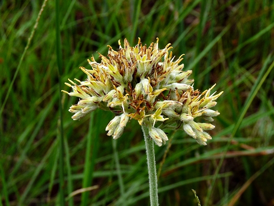 {Lachnanthes caroliniana}